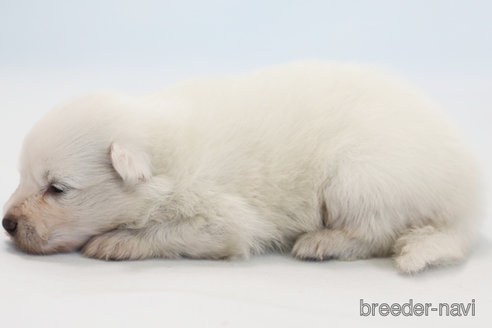 成約済の神奈川県の日本スピッツ-341164の2枚目